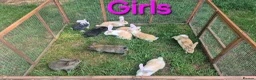 Continental Giant rabbits for sale: Pure Continental Giant Vaccinated  - Advert 1