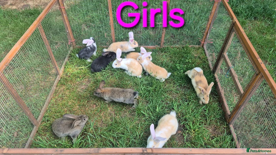 Continental Giant rabbits for sale: Pure Continental Giant Vaccinated  - Advert 1
