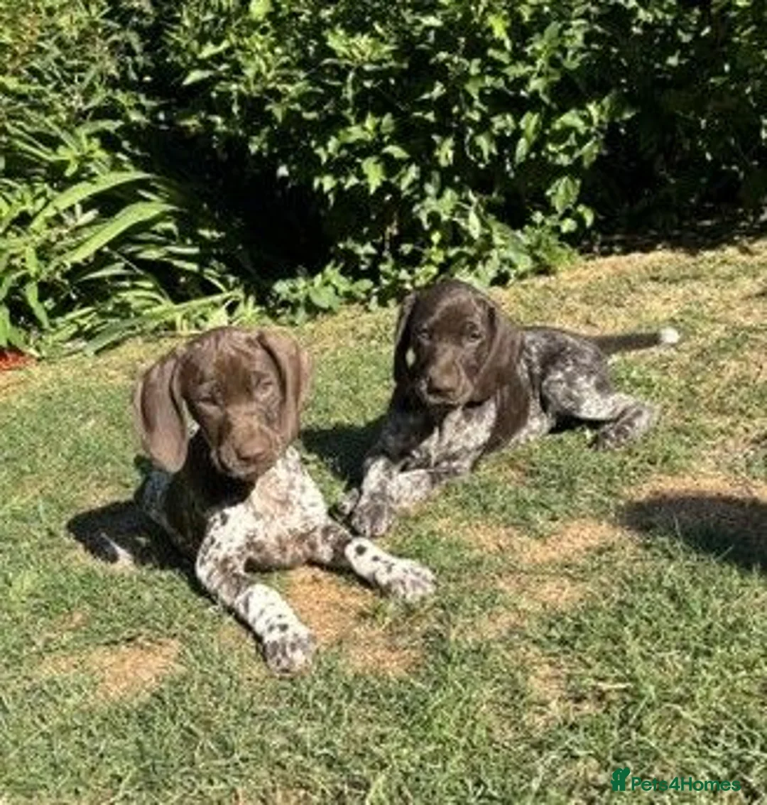 German Shorthaired Pointer dogs for sale: Dorothea and Marjorie - Advert 1