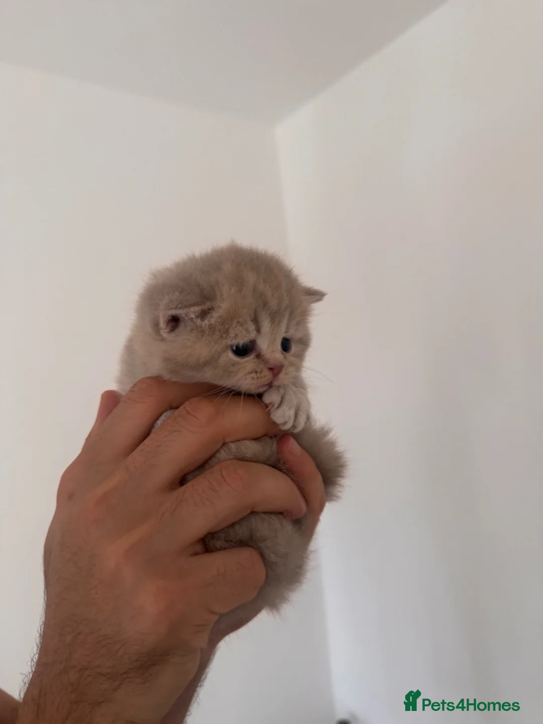 British Longhair cats for sale: Beautiful Lilac British Longhair kittens  - Advert 2