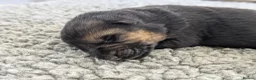 German Shepherd dogs for sale: Champion Show-Line KC Pups, Health Tested Parents - Advert 8