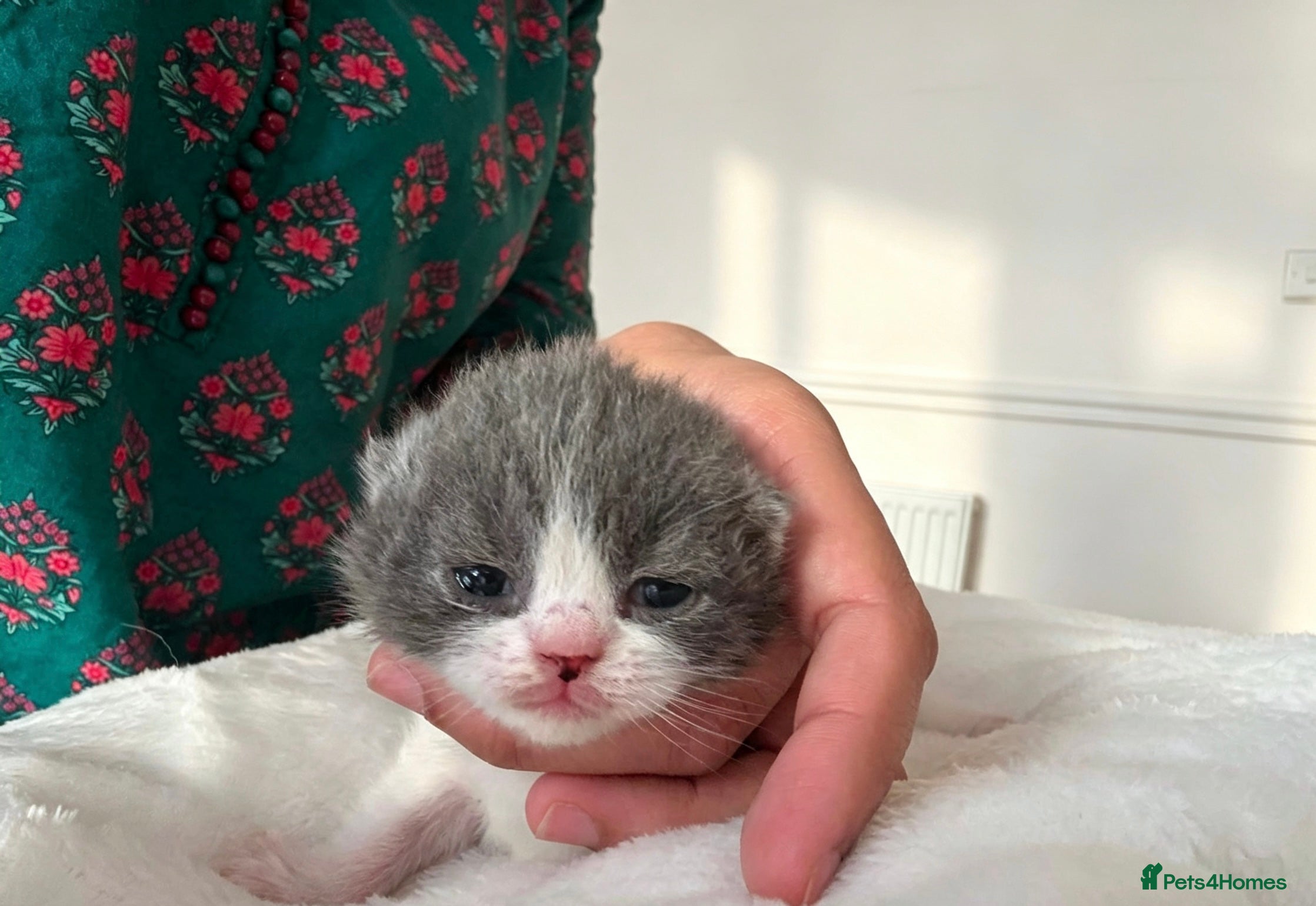 British Shorthair cats  GCCF Pedigree — Champion Bloodline Babies - Advert 2