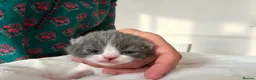 British Shorthair cats for sale:  GCCF Pedigree — Champion Bloodline Babies - Advert 2