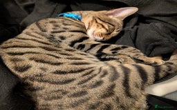 Bengal cats for sale: Male Bengal for sad sale  - Advert 3