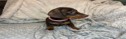 Dachshund dogs for sale: LAST ONE- Dachshund female puppy - last one - Advert 3