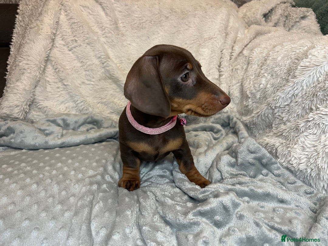Dachshund dogs for sale: LAST ONE- Dachshund female puppy - last one - Advert 3
