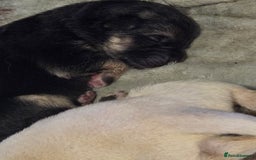 German Shepherd dogs for sale: German shepherd puppies  - Image 8