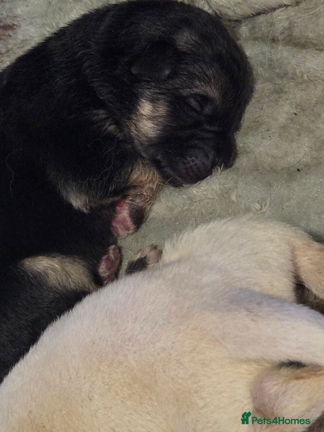 German Shepherd dogs for sale: German shepherd puppies  - Image 8