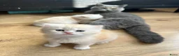 British Longhair cats for sale: Beautiful British Longhair Boys!! in Slough - Advert 1