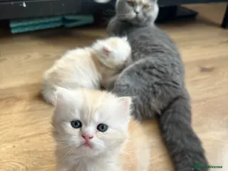 British Longhair cats Beautiful British Longhair Boys! - Advert 1