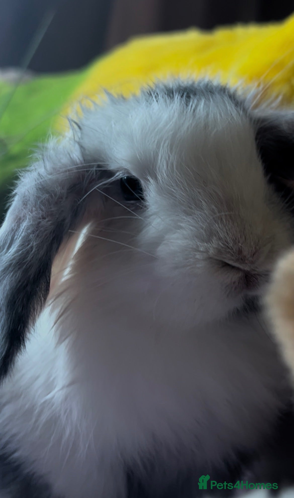 Mixed Breed rabbits MINI LION LOP X LION LOP RABBIT FOR SALE + CAGE  - Advert 1