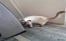 Ragdoll cats for sale: Luna Ragdoll x Britiah shorthair  - Advert 8