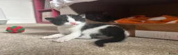 Mixed Breed cats for sale: Gorgeous kittens 🐱  - Advert 13