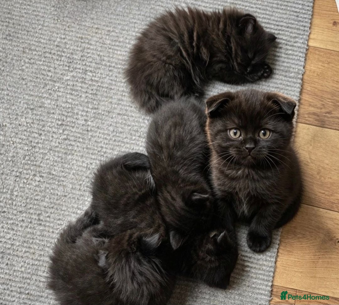 Scottish Fold cats Scottish fold kittens 7 wks old - Advert 2