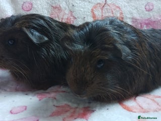 Guinea Pig rodents - Advert 34