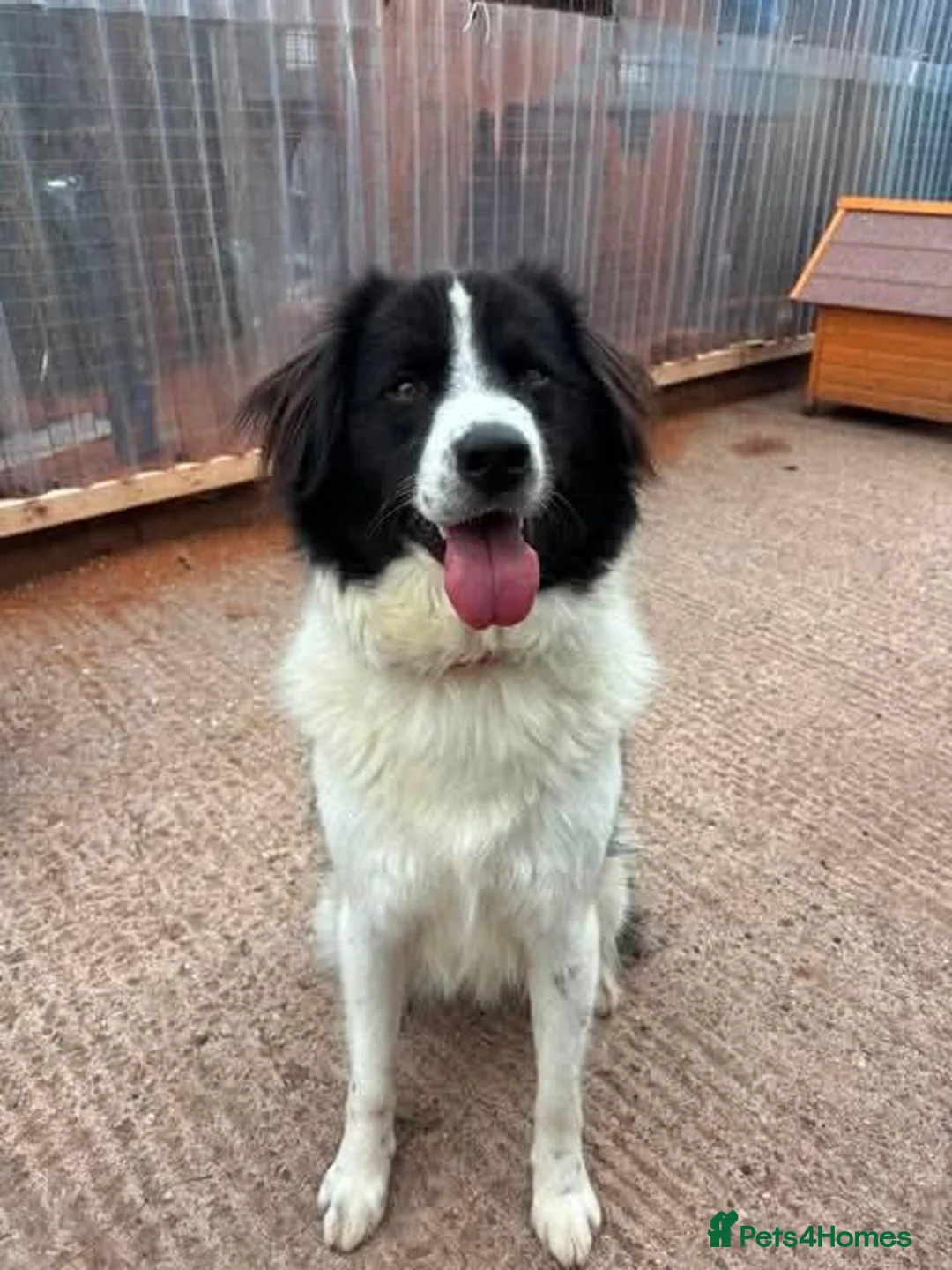Mixed Breed dogs for adoption: Meet Sid, currently residing in Cheshire  - Advert 1