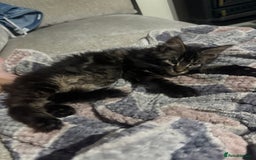 Maine Coon cats for sale: Last super loving boy left tica reg + vaccinated - Image 19
