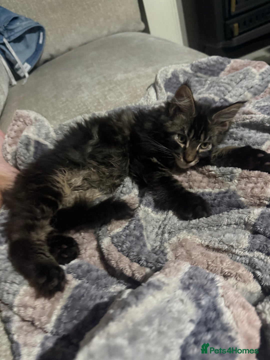 Maine Coon cats for sale: Last super loving boy left tica reg + vaccinated - Image 19