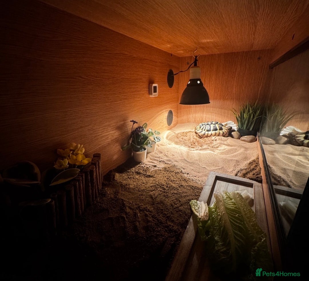 Hermann Tortoise reptiles for sale: Adult Hermann tortoise - Prickle - Advert 6