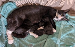 Mixed Breed cats for sale: 4 female kittens for sale - Image 3