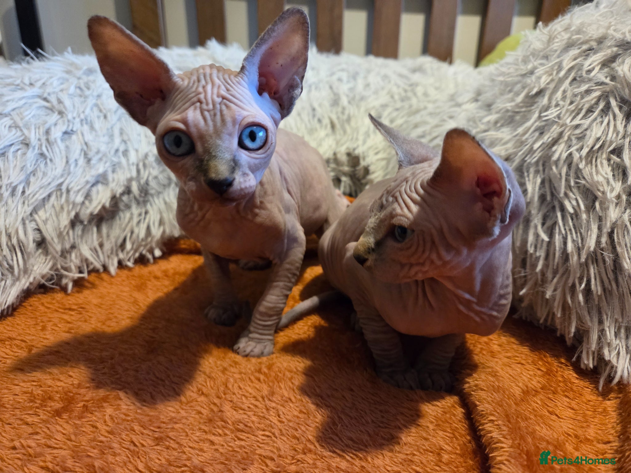 Sphynx cats Two beautiful Sphynx kitten - Advert 8