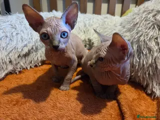 Sphynx cats Two beautiful Sphynx kitten - Advert 8