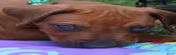 Rhodesian Ridgeback dogs for sale: !!KC CHAMPION AFRICAN RHODESIAN RIDGEBACK!! in Doncaster - Advert 6
