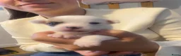 Jack Chi dogs for sale: 3/4 chihuahua 1/4 jack Russell  - Advert 8