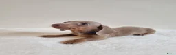 Miniature Dachshund dogs for sale: Beautiful Miniature Dachshund Puppies  - Advert 17