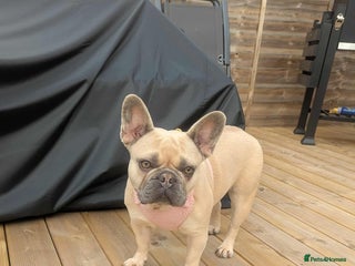 French Bulldog dogs - Advert 3