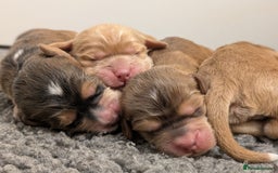 Cockapoo dogs for sale: Champion-Line Cockapoos From Health Tested Parents - Image 6