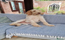 Italian Spinone dogs for sale: ITALIAN SPINONE WAITING LIST OPEN -DUE OCT - Image 24