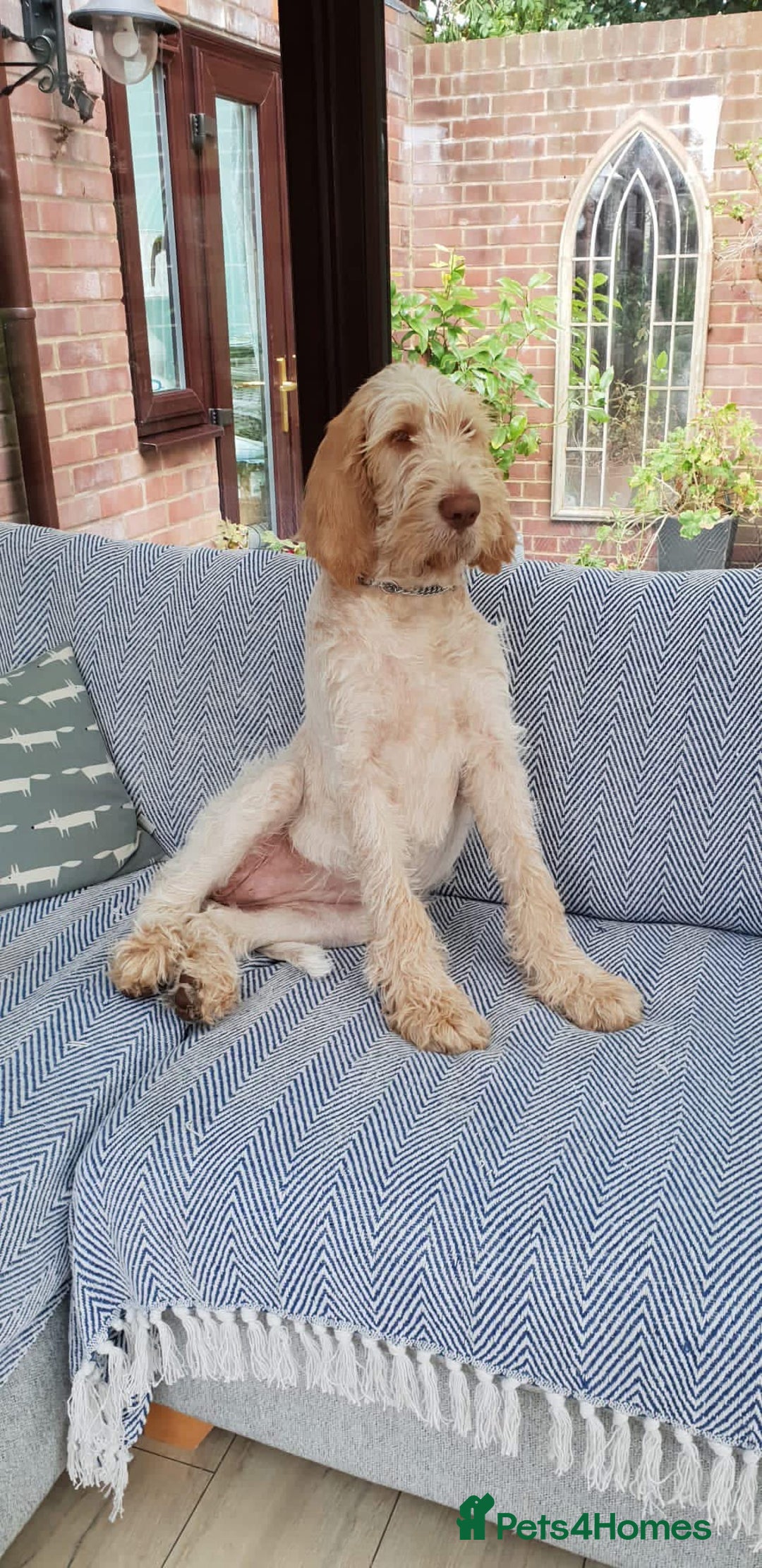 Italian Spinone dogs for sale: ITALIAN SPINONE WAITING LIST OPEN -DUE OCT - Image 24