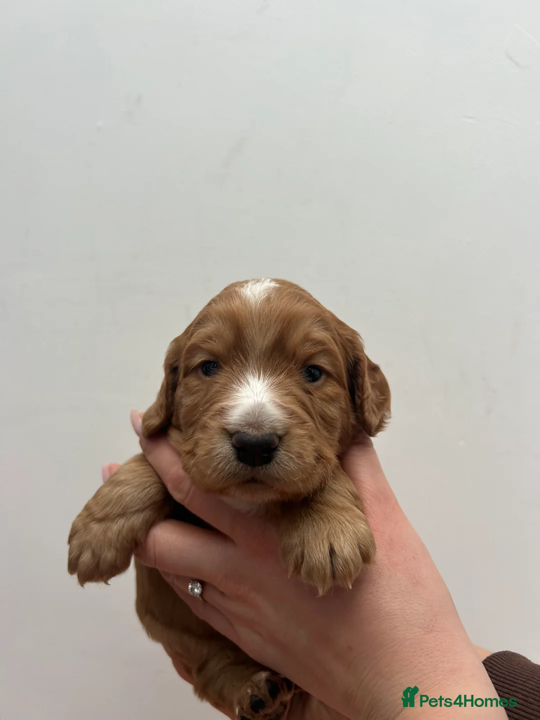Cocker Spaniel dogs for sale: KC Reg Working Cocker Spaniel Puppies - Advert 6
