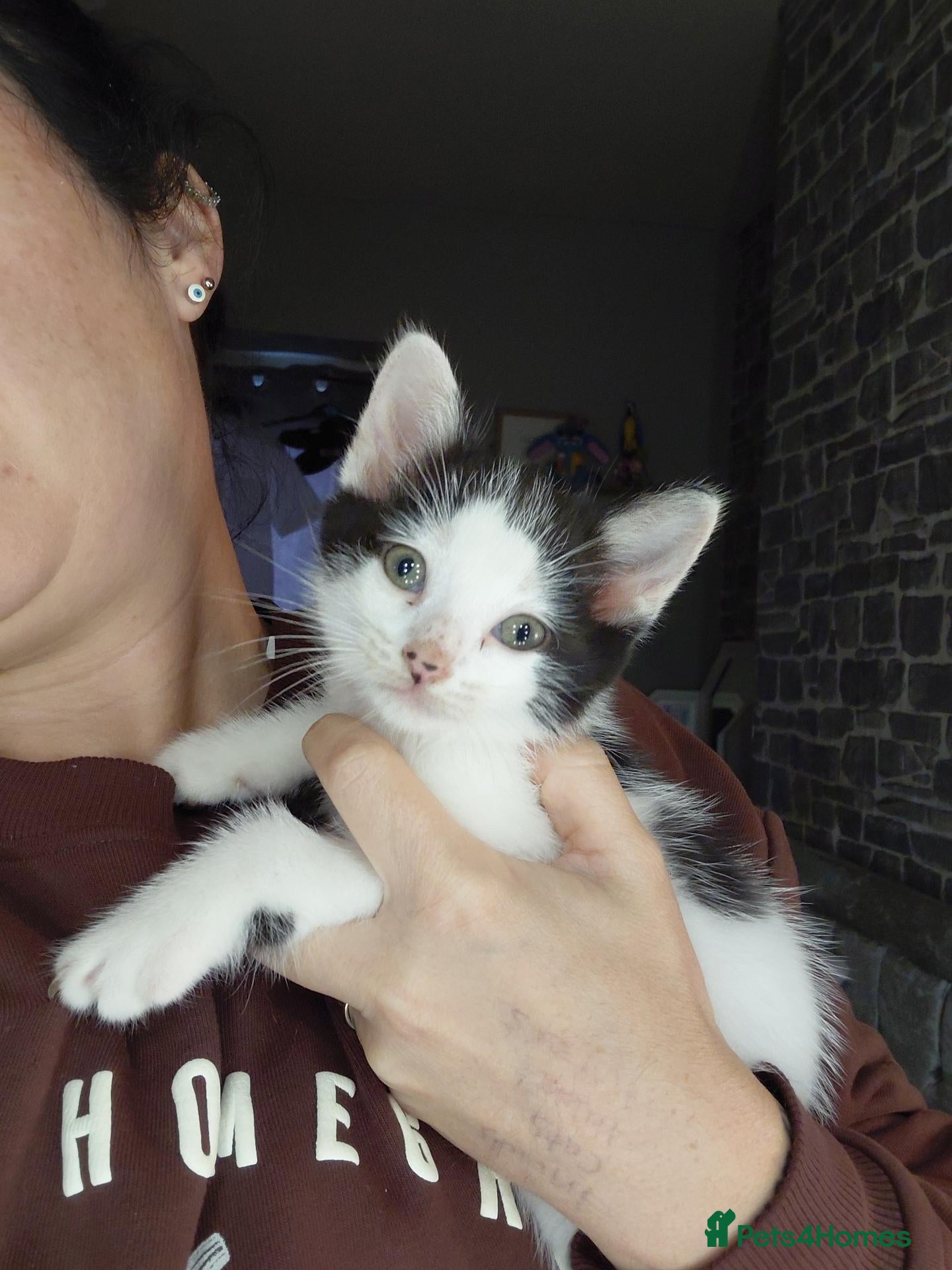 Mixed Breed cats Kittens ready now  - Advert 18