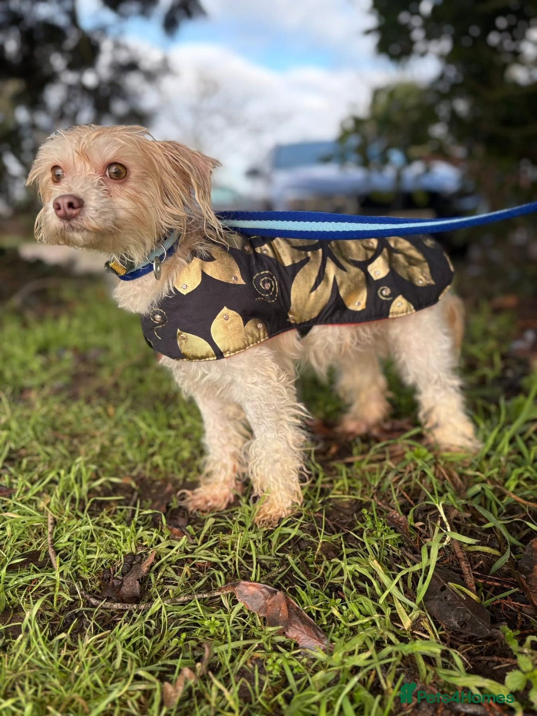 Mixed Breed dogs for adoption: Emerald - Hingham Norfolk  - Advert 6