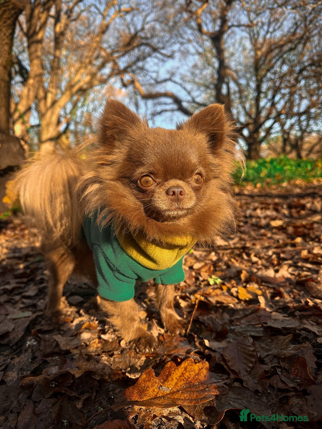 Chihuahua dogs for stud: ❤️ KC REG EXTENSIVELY HEALTH TESTED STUD ❤️ in London - Advert 12