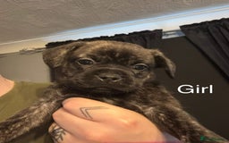 Mixed Breed dogs for sale: Pug puppies for sale! - Image 3