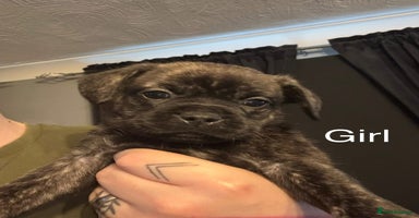 Mixed Breed dogs - Advert 2