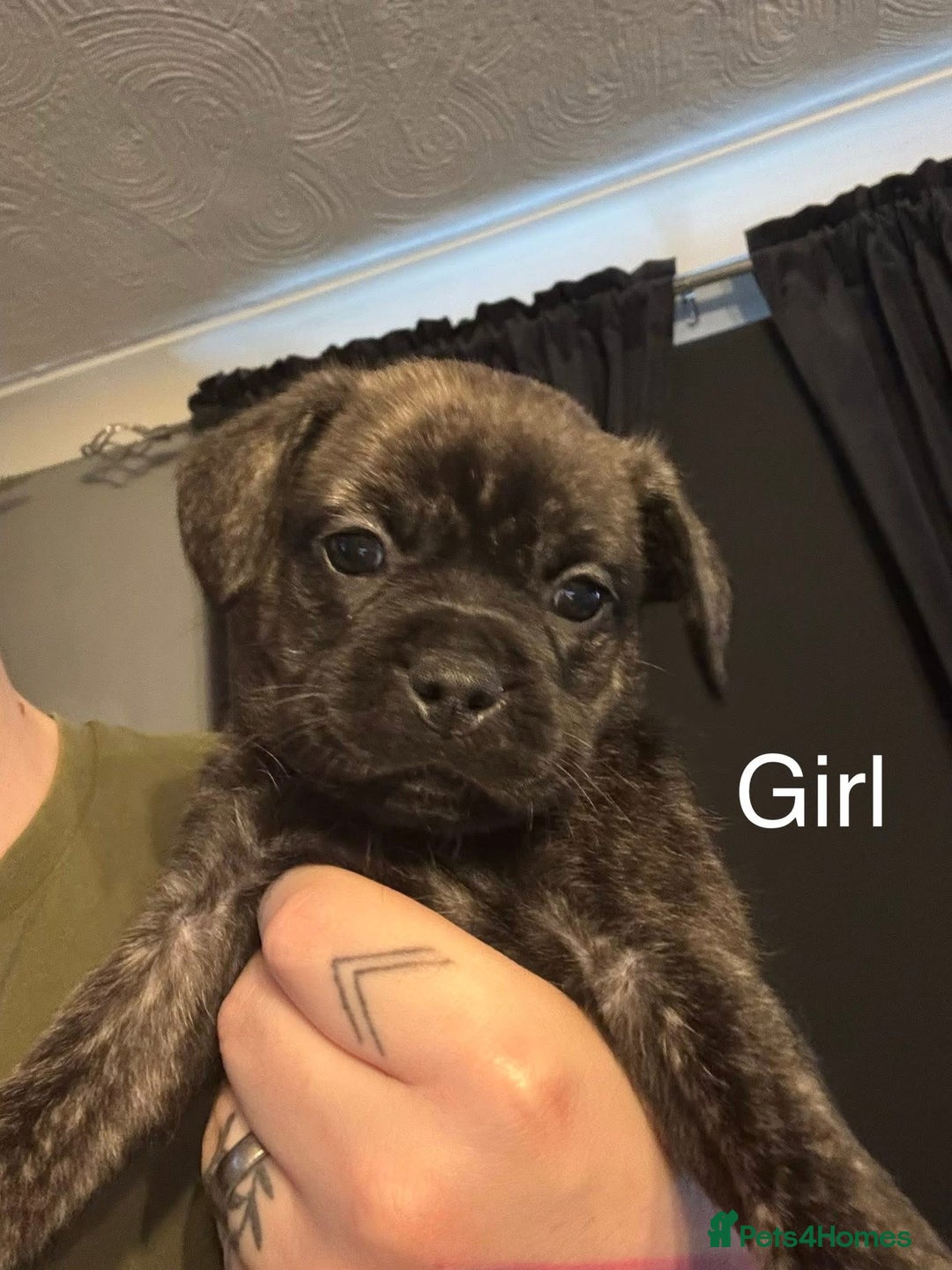 Mixed Breed dogs for sale: Pug puppies for sale! - Image 3