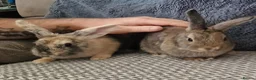 Mini Lion Lop rabbits for sale: Mini lion lops - Advert 8