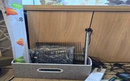 Angelfish fish for sale: Juwel Rio 180l - Image 13