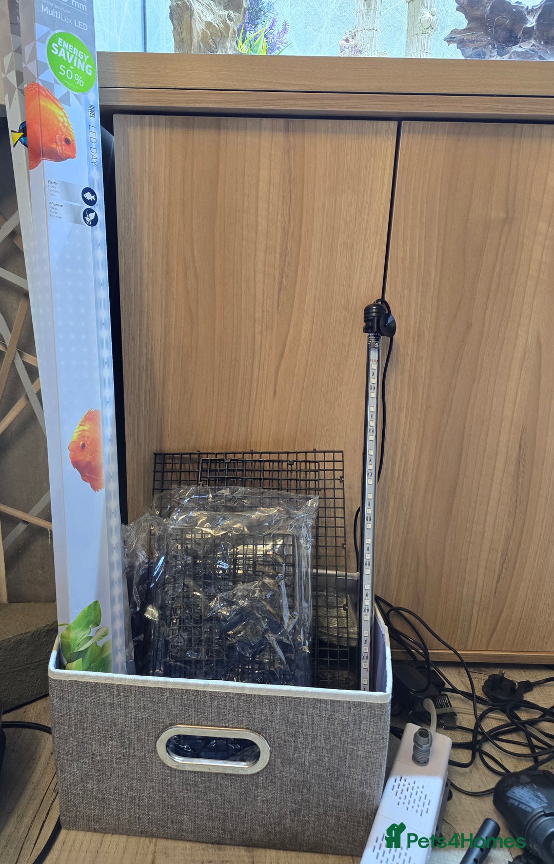 Angelfish fish for sale: Juwel Rio 180l - Image 13