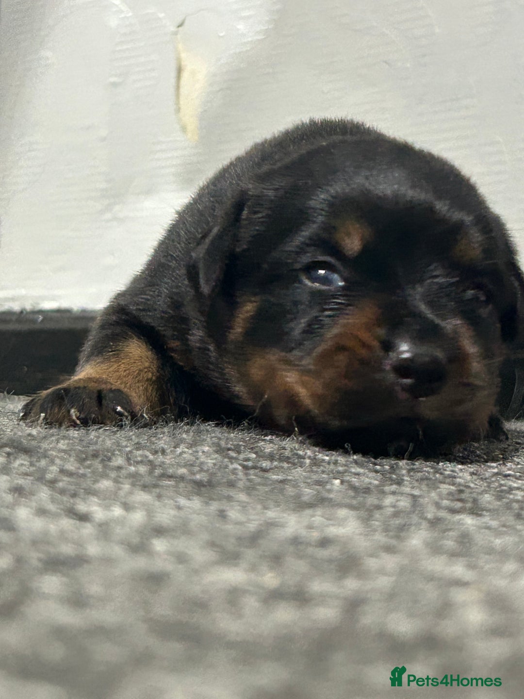 Rottweiler dogs for sale: Top Quality KC Reg Rottweiler Puppies for sale - Advert 9
