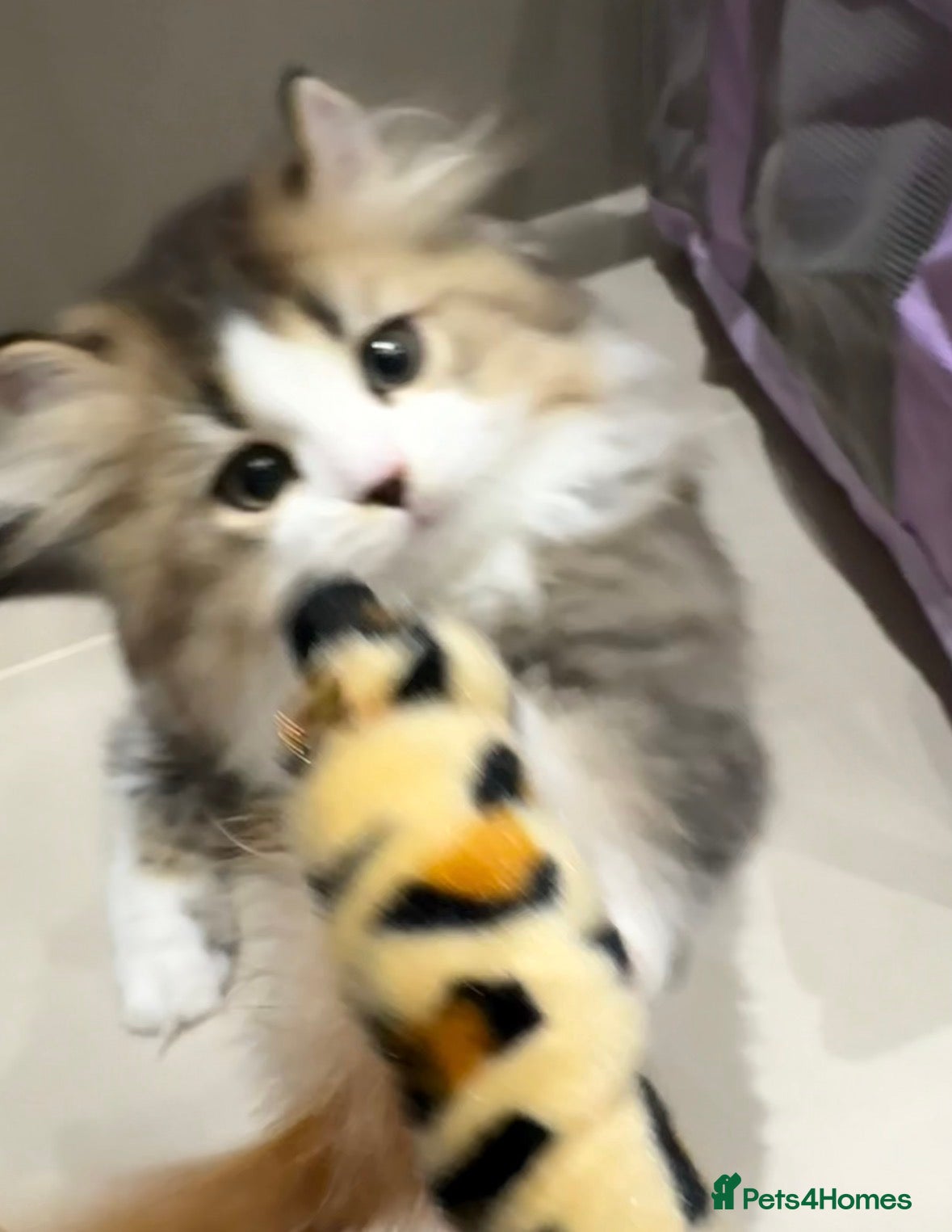 Napoleon cats Beautiful Minuet Kitten looking for new home - Advert 1