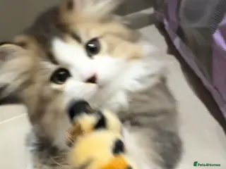 Napoleon cats Beautiful Minuet Kitten looking for new home - Advert 1