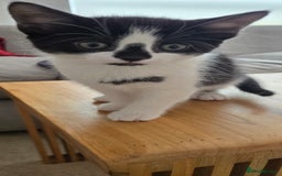 Mixed Breed cats for sale: Heart-Marked & Beautiful Kittens Ready - Image 7