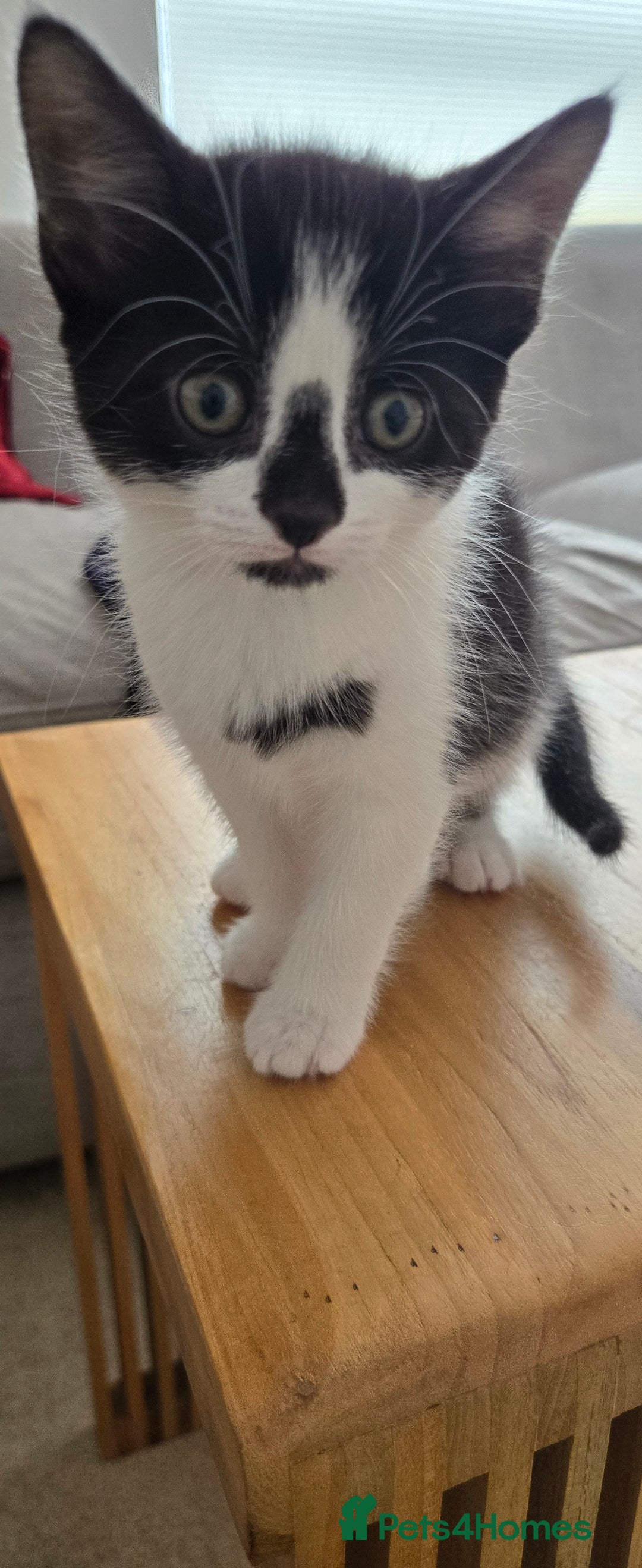 Mixed Breed cats for sale: Heart-Marked & Beautiful Kittens Ready - Image 7