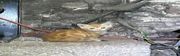 Mixed Breed cats for sale: Beautiful farm kittens  - Advert 7