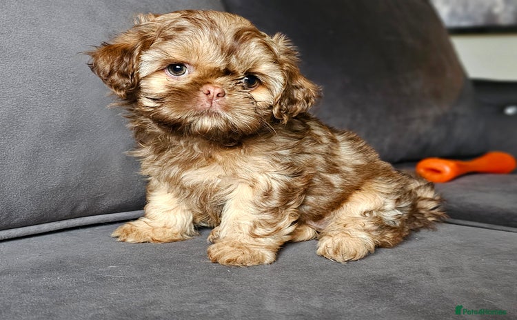 Shih Tzu dogs - Advert 1